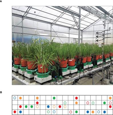 Drought and recovery in barley: key gene networks and retrotransposon response